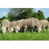 Filet Mouton double pointe OVINET Vert - 90cm