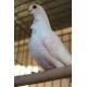 Pigeon Cravatté BLANC, Mâle ou Femelle - A EMPORTER