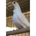 Pigeon Cravaté figurita blanc, mâle ou femelle