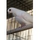 Pigeon Cravatté BLANC, Mâle ou Femelle - A EMPORTER