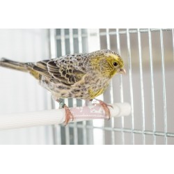 Canaris Lizard