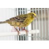 Canaris Lizard