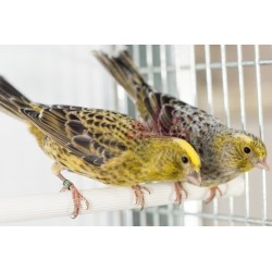 Canaris Lizard