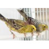 Canaris Lizard