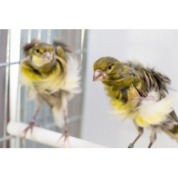 Canaris frisé du Sud - A partir de 39.50€ pièce