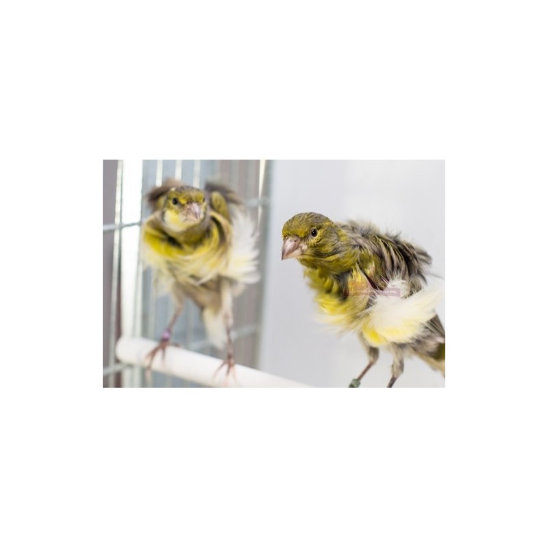 Canaris frisé du Sud - A partir de 39.50€ pièce