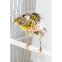 Canaris frisé du Sud - A partir de 39.50€ pièce