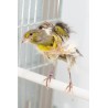Canaris frisé du Sud - A partir de 39.50€ pièce