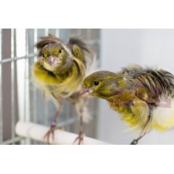 Canaris frisé du Sud - A partir de 39.50€ pièce