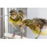 Canaris frisé du Sud - A partir de 39.50€ pièce