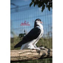 Pigeon Lahore Noir