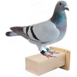 PERCHOIR PIGEON en bois