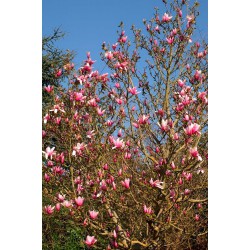 MAGNOLIA 'STAR WARS' 