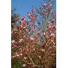 MAGNOLIA 'STAR WARS' 