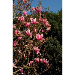 MAGNOLIA 'STAR WARS'