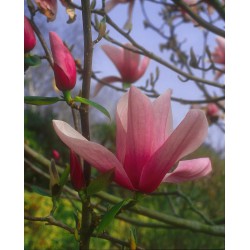 MAGNOLIA 'STAR WARS'