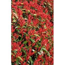 PHOTINIA fraseri "RED ROBIN"