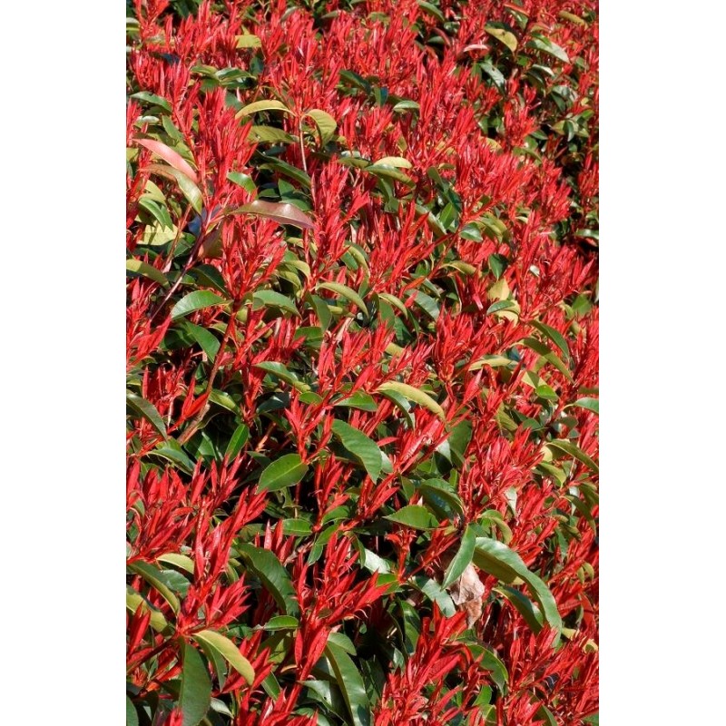 PHOTINIA fraseri "RED ROBIN"