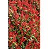 PHOTINIA fraseri "RED ROBIN"