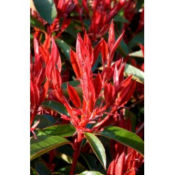 PHOTINIA fraseri "RED ROBIN"