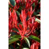 PHOTINIA fraseri "RED ROBIN"