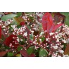 PHOTINIA fraseri "RED ROBIN"