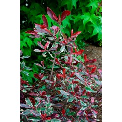 Photinia Pink Marble