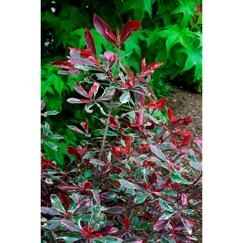 Photinia Pink Marble