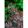 Photinia Pink Marble