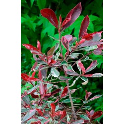 Photinia Pink Marble