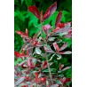 Photinia Pink Marble