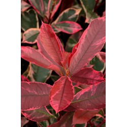 Photinia Pink Marble