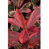 Photinia Pink Marble