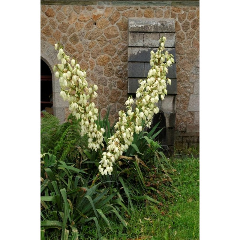 Yucca Herbe à Soie "Yucca filamentosa"