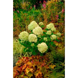 Hortensia Paniculé "LITTLE LIME"