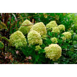 Hortensia Paniculé "LITTLE LIME"