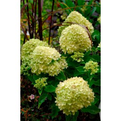 Hortensia Paniculé "LITTLE LIME"