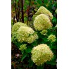 Hortensia Paniculé "LITTLE LIME"