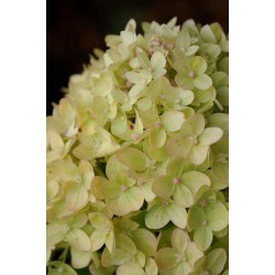 Hortensia Paniculé "LITTLE LIME"