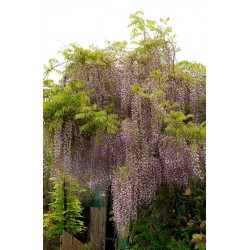 WISTERIA floribunda 'MACROBOTRYS'