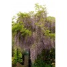 WISTERIA floribunda 'MACROBOTRYS'