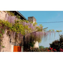 WISTERIA floribunda 'MACROBOTRYS'