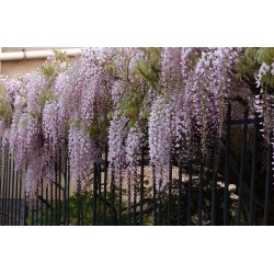 WISTERIA floribunda 'ROSEA' 'Honbeni'