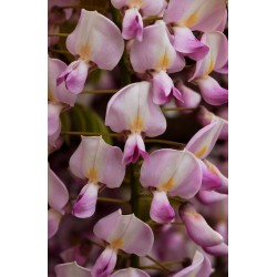 WISTERIA floribunda 'ROSEA' 'Honbeni'