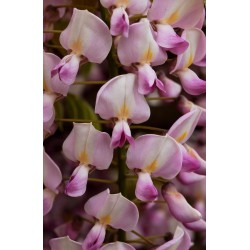 WISTERIA floribunda 'ROSEA' 'Honbeni'