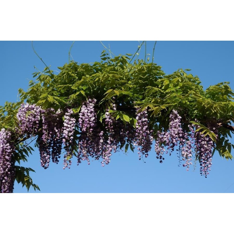 Glycine du Japon violet "Violacea Plena - Black Dragon" Glycine du Japon violet "Violacea Plena - Black Dragon"