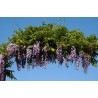 Glycine du Japon violet "Violacea Plena - Black Dragon"