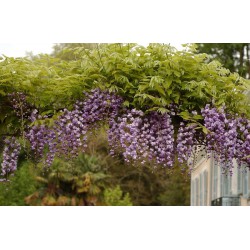 WISTERIA floribunda 'VIOLACEA PLENA' ('BLACK DRAGON')