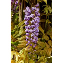 WISTERIA floribunda 'VIOLACEA PLENA' ('BLACK DRAGON')