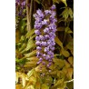 WISTERIA floribunda 'VIOLACEA PLENA' ('BLACK DRAGON')